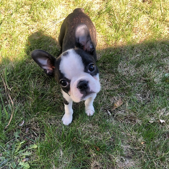 Posh ambassador💐💐💐💐💐 - Picture 1 of 1